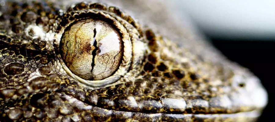 Глаза геккона